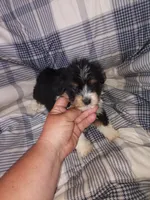 Cavachon/ Yorkie, a male Yorkshire Terrier and Cavachon for sale in Ocala, FL – 2 of 2