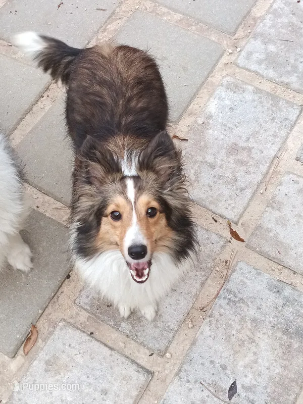 AKC Lassie – Shetland Sheepdog puppy for sale in Ocala, FL