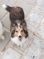 AKC Lassie, a female Shetland Sheepdog for sale in Ocala, FL – 1 of 4