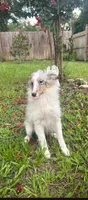 Little Willow , a female Shetland Sheepdog for sale in Ocala, FL – 3 of 3