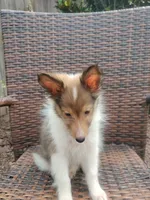 Tiny Ted , a male Shetland Sheepdog for sale in Ocala, FL – 6 of 6