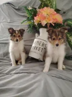 Little Zoey (2.8 lbs.), a female Shetland Sheepdog for sale in Ocala, FL – Photo 3 of 5