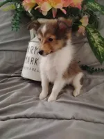 Little Zoey (2.8 lbs.), a female Shetland Sheepdog for sale in Ocala, FL – Photo 2 of 5