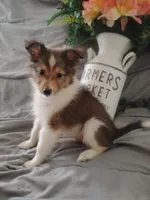 Little Zoey (2.8 lbs.), a female Shetland Sheepdog for sale in Ocala, FL – Photo 1 of 5