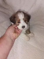 Cavachon/ Yorkie, a female Yorkshire Terrier and Cavachon for sale in Ocala, FL – 3 of 3