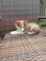 Tiny Todd, a male Shetland Sheepdog for sale in Ocala, FL – 2 of 6