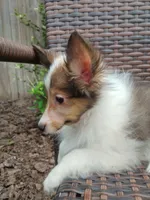 Tiny Tye, a male Shetland Sheepdog for sale in Ocala, FL – 2 of 5