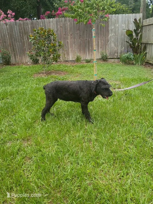 Sasha, a female Giant Schnauzer for sale in Ocala, FL – 1 of 3