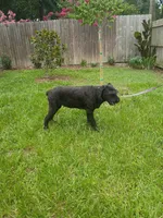 Sasha, a female Giant Schnauzer for sale in Ocala, FL – 1 of 3