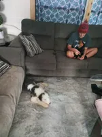 AKC Molly, a female Old English Sheepdog for sale in Ocala, FL – 2 of 3