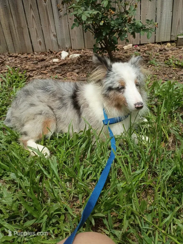Arlo AKC – Shetland Sheepdog puppy for sale in Ocala, FL