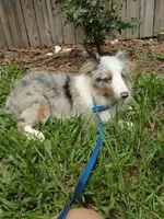 Arlo AKC, a male Shetland Sheepdog for sale in Ocala, FL – 1 of 3