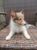 Tiny Tony, a male Shetland Sheepdog for sale in Ocala, FL – 2 of 5