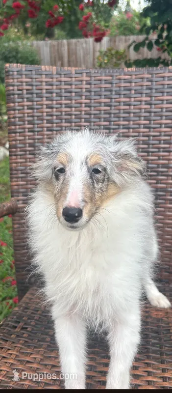 Little Willow  – Shetland Sheepdog puppy for sale in Ocala, FL