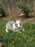 Arlo AKC, a male Shetland Sheepdog for sale in Ocala, FL – 3 of 3