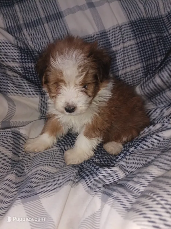 Cavachon/ Yorkie – Yorkshire Terrier, Cavachon puppy for sale in Ocala, FL