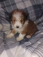 Cavachon/ Yorkie, a male Yorkshire Terrier and Cavachon for sale in Ocala, FL – 1 of 3