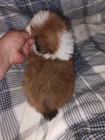 Cavachon/ Yorkie, a male Yorkshire Terrier and Cavachon for sale in Ocala, FL – 3 of 3
