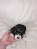 Cavachon/ Yorkie, a female Yorkshire Terrier and Cavachon for sale in Ocala, FL – 2 of 4