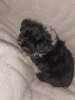 Cavachon/ Yorkie, a female Yorkshire Terrier and Cavachon for sale in Ocala, FL – 4 of 4