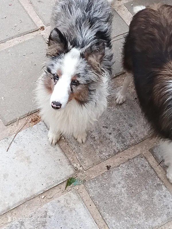 Arlo AKC – Shetland Sheepdog puppy for sale in Ocala, FL