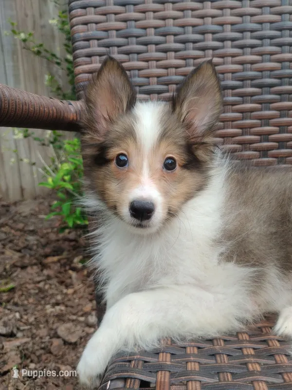 Tiny Tye – Shetland Sheepdog puppy for sale in Ocala, FL