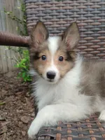 Tiny Tye, a male Shetland Sheepdog for sale in Ocala, FL – 1 of 5