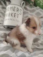 Little Lou , a male Shetland Sheepdog for sale in Ocala, FL – Photo 1 of 5