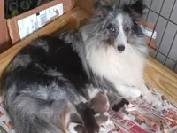 Little Lou , a male Shetland Sheepdog for sale in Ocala, FL – Photo 5 of 5