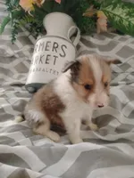 Little Lou , a male Shetland Sheepdog for sale in Ocala, FL – Photo 3 of 5