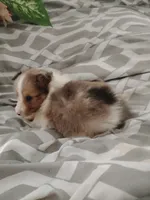 Little Lou , a male Shetland Sheepdog for sale in Ocala, FL – Photo 2 of 5