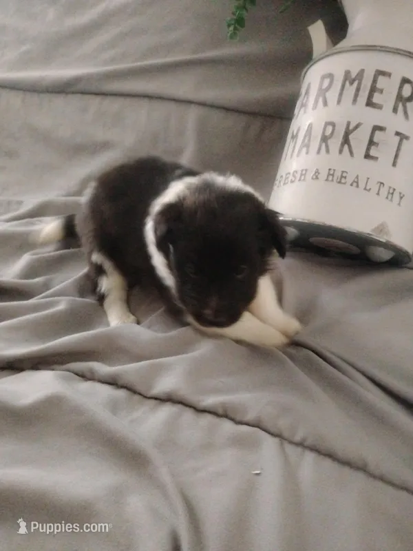 Little Luke – Shetland Sheepdog puppy for sale in Ocala, FL