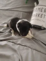 Little Luke, a male Shetland Sheepdog for sale in Ocala, FL – Photo 1 of 6