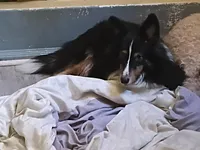 Little Luke, a male Shetland Sheepdog for sale in Ocala, FL – Photo 4 of 6