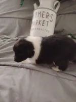 Little Luke, a male Shetland Sheepdog for sale in Ocala, FL – Photo 2 of 6