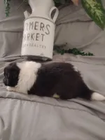 Little Luke, a male Shetland Sheepdog for sale in Ocala, FL – Photo 3 of 6