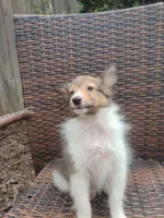 Tiny Ted , a male Shetland Sheepdog for sale in Ocala, FL – 2 of 6