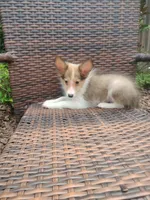 Tiny Todd, a male Shetland Sheepdog for sale in Ocala, FL – 4 of 6