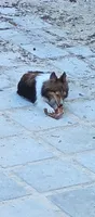 Tiny Todd, a male Shetland Sheepdog for sale in Ocala, FL – 6 of 6