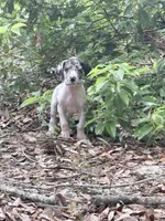 Merle female, a female Great Dane for sale in Ocala, FL – 2 of 3