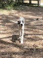 Medusa, a female Great Dane for sale in Ocala, FL – 2 of 3