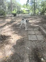 Medusa, a female Great Dane for sale in Ocala, FL – 3 of 3