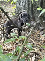 Tiny girl, a female Great Dane for sale in Ocala, FL – 1 of 3