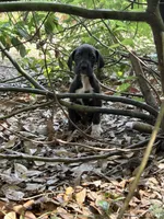 Tiny girl, a female Great Dane for sale in Ocala, FL – 3 of 3