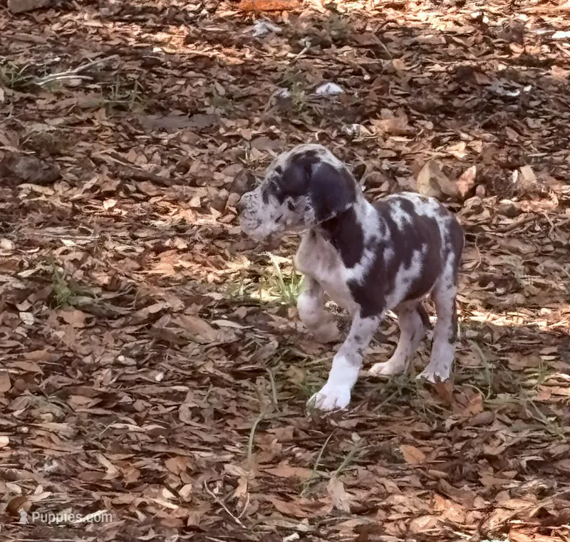 Merle boy, a male Great Dane for sale in Ocala, FL – 1 of 3