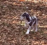 Merle boy, a male Great Dane for sale in Ocala, FL – 1 of 3