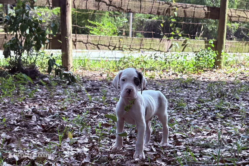 Harl pie male – Great Dane puppy for sale in Ocala, FL