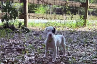 Harl pie male, a male Great Dane for sale in Ocala, FL – 1 of 3