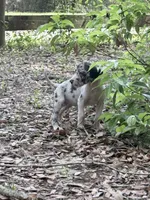 Merle female, a female Great Dane for sale in Ocala, FL – 3 of 3