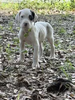 Harl pie male, a male Great Dane for sale in Ocala, FL – 2 of 3